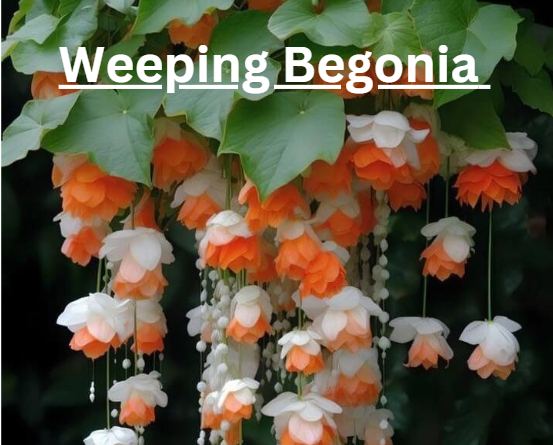 Caring for Weeping Begonia: Tips for Healthy Growth