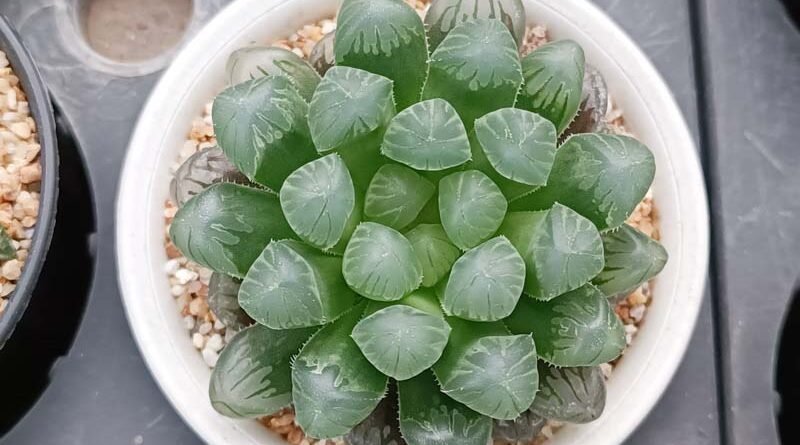 How to Propagate Plump Haworthia Cooperi Succulent at Home